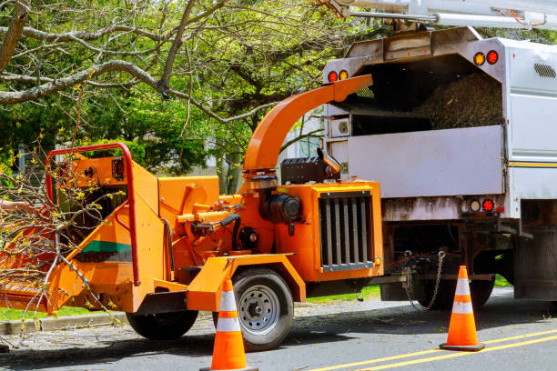 Best Tree Mulching  in Echelon, NJ