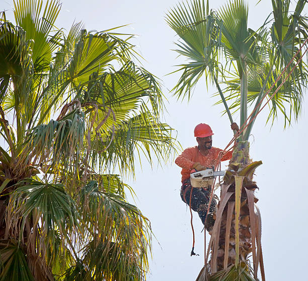 Best Tree Trimming and Pruning  in Echelon, NJ