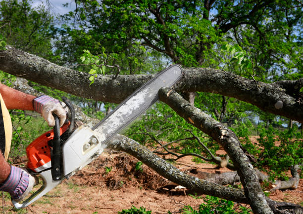 Best Hazardous Tree Removal  in Echelon, NJ