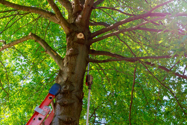 How Our Tree Care Process Works  in  Echelon, NJ